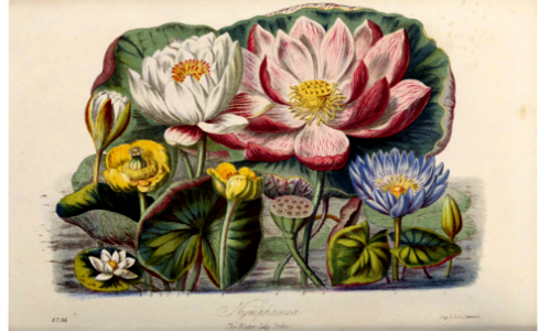 Nymphaeaceae. The Water Lily Tribe. Illustrations of the Natural Orders of Plants volume 1, Elizabeth Twining (1868)