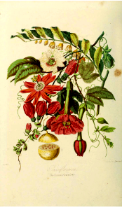 Passifloraceae. Illustrations of the Natural Orders of Plants v.1, Elizabeth Twining (1868)