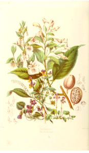 Violaceae. The Violet Tribe. Illustrations of the Natural Orders of Plants v.1, Elizabeth Twining (1868)