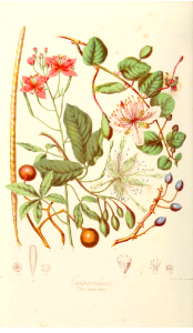 Capparaceae. The Caper Tribe. Illustrations of the Natural Orders of Plants v.1, Elizabeth Twining (1868)
