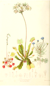 The Sun Dew Tribe. Illustrations of the Natural Orders of Plants v.1, Elizabeth Twining (1868)