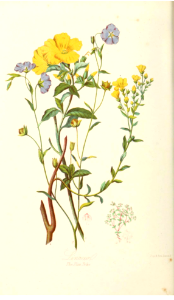 The Flax Tribe. Illustrations of the Natural Orders of Plants v.1, Elizabeth Twining (1868)