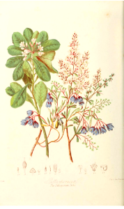 The Pittosporum Tribe. Illustrations of the Natural Orders of Plants v.1, Elizabeth Twining (1868)