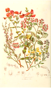 Polygalaceae. The Milkwort Tribe. Illustrations of the Natural Orders of Plants v.1, Elizabeth Twining (1868)