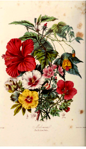 Malvaceae. The Mallow Tribe. Illustrations of the Natural Orders of Plants v.1, Elizabeth Twining (1868)