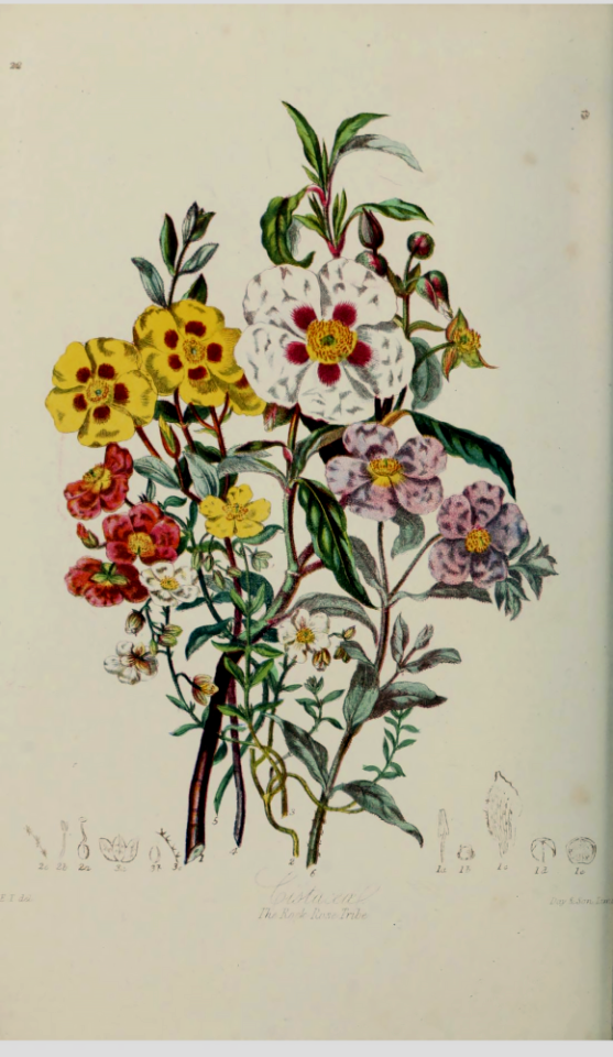 The Rock Rose Tribe. Illustrations of the Natural Orders of Plants v.1, Elizabeth Twining (1868)