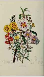 The Rock Rose Tribe. Illustrations of the Natural Orders of Plants v.1, Elizabeth Twining (1868)