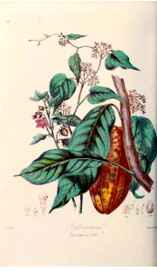The Byttneria Tribe. Illustrations of the Natural Orders of Plants v.1, Elizabeth Twining (1868)