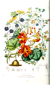 Tropaeolaceae. The Indian Cress or Nasturtium Tribe. Illustrations of the Natural Orders of Plants v.1, Elizabeth Twining (1868)
