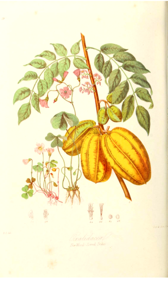 The Wood-sorrel Tribe. Illustrations of the Natural Orders of Plants v.1, Elizabeth Twining (1868)