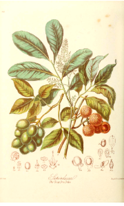 The Soap Tree Tribe. Illustrations of the Natural Orders of Plants v.1, Elizabeth Twining (1868)