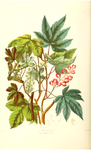 The Maple Tribe. Illustrations of the Natural Orders of Plants v.1, Elizabeth Twining (1868)