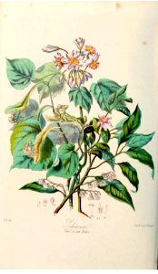 Tiliaceae. The Linden Tribe. Illustrations of the Natural Orders of Plants v.1, Elizabeth Twining (1868)