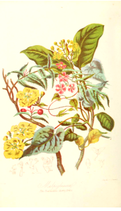 The Barbadoes Cherry Tribe. Illustrations of the Natural Orders of Plants v.1, Elizabeth Twining (1868)