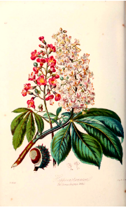 The Horse-chestnut Tribe. Illustrations of the Natural Orders of Plants v.1, Elizabeth Twining (1868)