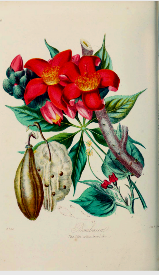 Bombaceae. The Silk-cotton Tree Tribe. Illustrations of the Natural Orders of Plants v.1, Elizabeth Twining (1868)