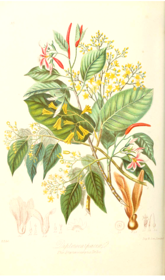 The Dipterocarpus Tribe. Illustrations of the Natural Orders of Plants v.1, Elizabeth Twining (1868)