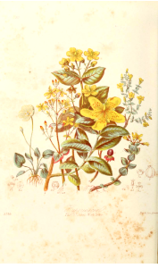 The St. John's Wort Tribe. Illustrations of the Natural Orders of Plants v.1, Elizabeth Twining (1868)