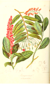 The Marcgravia Tribe. Illustrations of the Natural Orders of Plants v.1, Elizabeth Twining (1868)