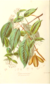 The Hippocratea Tribe. Illustrations of the Natural Orders of Plants v.1, Elizabeth Twining (1868)