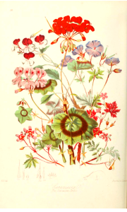 The Geranium Tribe. Illustrations of the Natural Orders of Plants v.1, Elizabeth Twining (1868)