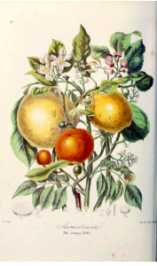 The Orange Tribe. Illustrations of the Natural Orders of Plants v.1, Elizabeth Twining (1868)