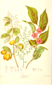 Olacacaea. Illustrations of the Natural Orders of Plants v.1, Elizabeth Twining (1868)