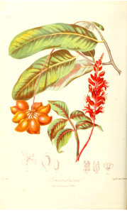 The Quassia Tribe. Illustrations of the Natural Orders of Plants v.1, Elizabeth Twining (1868)