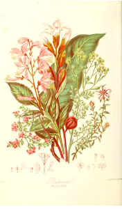The Rue Tribe. Illustrations of the Natural Orders of Plants v.1, Elizabeth Twining (1868)