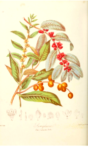 The Samyda Tribe. Illustrations of the Natural Orders of Plants v.1, Elizabeth Twining (1868)