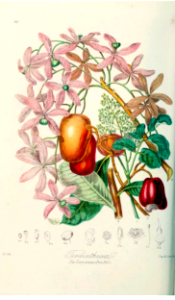 The Turpentine Tree Tribe. Illustrations of the Natural Orders of Plants v.1, Elizabeth Twining (1868)