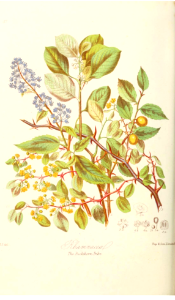 The Buckthorn Tribe. Illustrations of the Natural Orders of Plants v.1, Elizabeth Twining (1868)