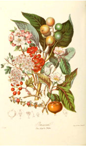 The Apple Tribe. Illustrations of the Natural Orders of Plants v.1, Elizabeth Twining (1868)