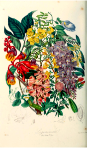 Fabaceae or Leguminosae family. The pea family, the pea tribe. Illustrations of the Natural Orders of Plants v. 1, Elizabeth Twining (1868)