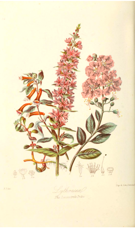 The Loosetrife Tribe. Illustrations of the Natural Orders of Plants v.1, Elizabeth Twining (1868)