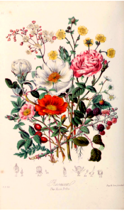 Rosaceae. The Rose Tribe.