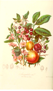 The Almond Tribe. Illustrations of the Natural Orders of Plants v.1, Elizabeth Twining (1868)