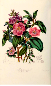 The Melastoma Tribe. Illustrations of the Natural Orders of Plants v.1, Elizabeth Twining (1868)