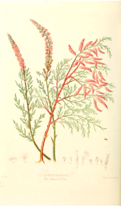 The Tamarisk Tribe. Illustrations of the Natural Orders of Plants v.1, Elizabeth Twining (1868)