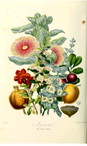 The Myrtle Tribe. Illustrations of the Natural Orders of Plants v.1, Elizabeth Twining (1868)