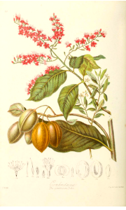The Combretum Tribe. Illustrations of the Natural Orders of Plants v.1, Elizabeth Twining (1868)