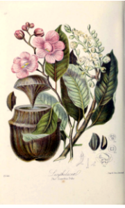 The Lecythis Tribe. Illustrations of the Natural Orders of Plants v.1, Elizabeth Twining (1868)