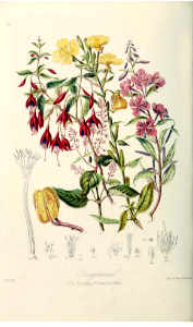 The Evening Primrose Tribe. Illustrations of the Natural Orders of Plants v.1, Elizabeth Twining (1868)