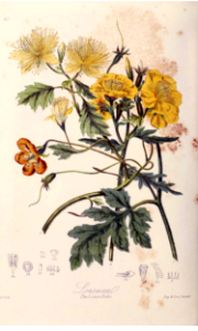 The Loasa Tribe. Illustrations of the Natural Orders of Plants v.1, Elizabeth Twining (1868)