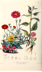 The Fig-marigold Tribe. Illustrations of the Natural Orders of Plants v. 1, Elizabeth Twining (1868)