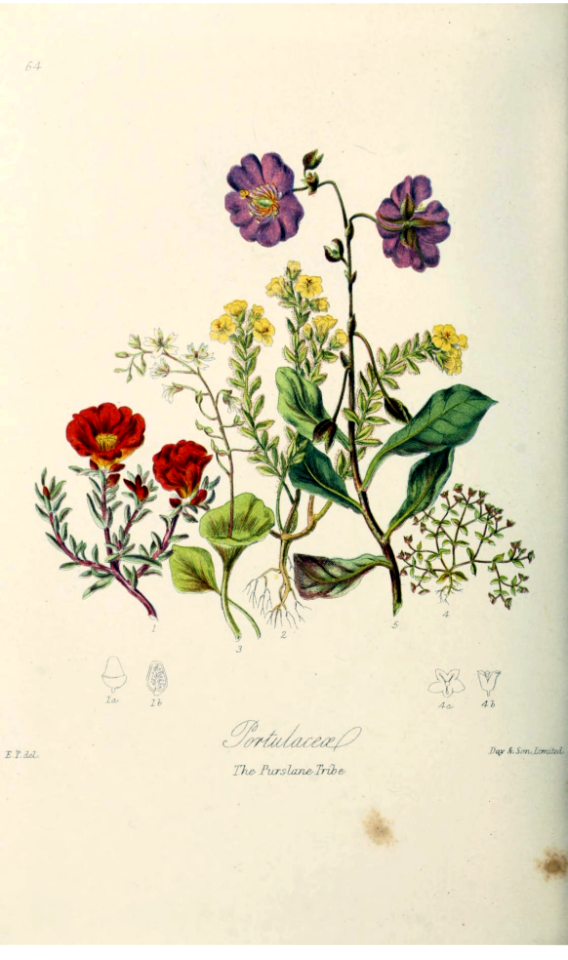 Portulacaceae. The Purslane Tribe. Illustrations of the Natural Orders of Plants v.1, Elizabeth Twining (1868)