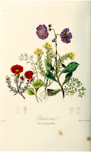 Portulacaceae. The Purslane Tribe. Illustrations of the Natural Orders of Plants v.1, Elizabeth Twining (1868)