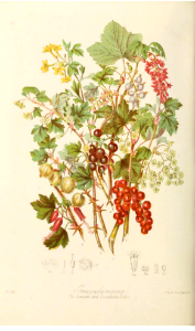The Currant and Gooseberry Tribe. Illustrations of the Natural Orders of Plants v.1, Elizabeth Twining (1868)