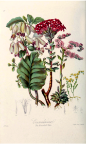 The Houseleek Tribe. Illustrations of the Natural Orders of Plants v.1, Elizabeth Twining (1868)