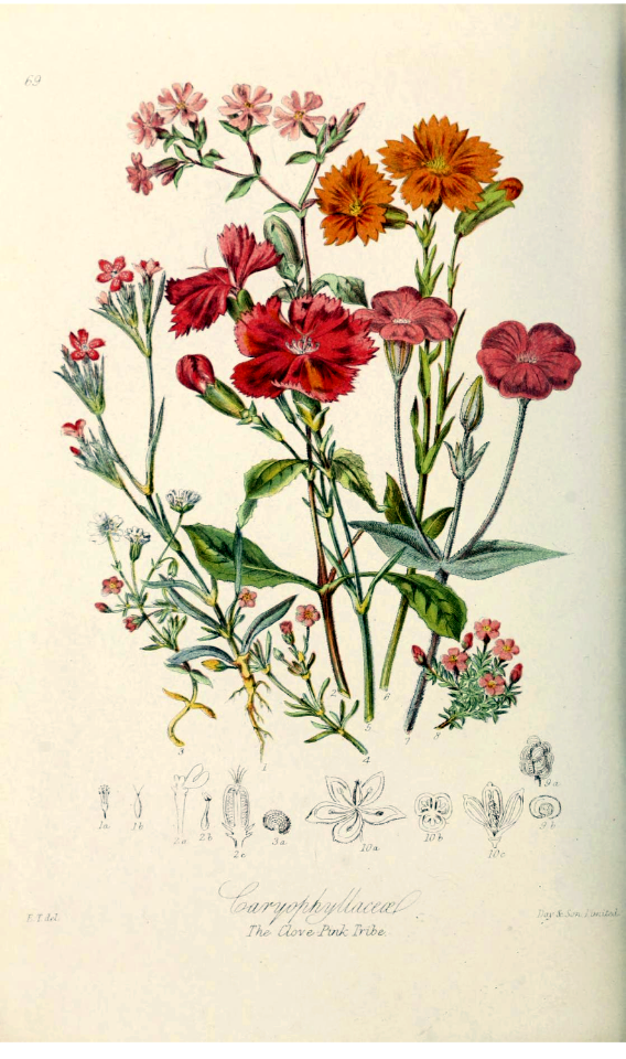 The Clove-pink Tribe. Illustrations of the Natural Orders of Plants v.1, Elizabeth Twining (1868)